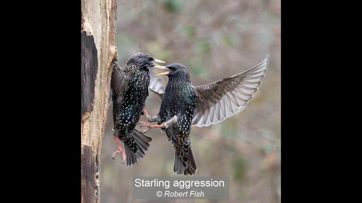 18_Starling aggression_Robert Fish